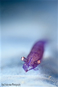 Starfish Shrimp / blue  / - Zenopontonia soror (no crop by Iyad Suleyman 